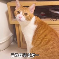 テレビの前で飼い主を見る猫