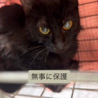 保護された猫