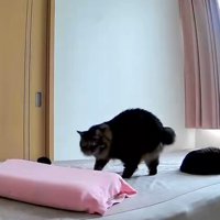 枕へ向かうトラ猫