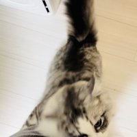 飼い主さんの足に飛び付いてジーンズを噛むサイベリアン