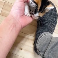 手の上