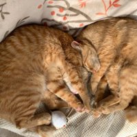 寝ている猫たち