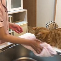 ふきんにも動じないぷてぃこさん