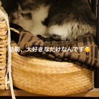 妹ミヌエットをグルーミングする兄ミヌエット