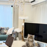 テーブルの上に座って目を細める猫