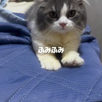 お布団でふみふみしている子猫
