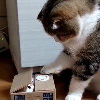 箱から顔を出した猫のオモチャと見つめ合う猫
