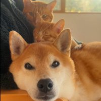 犬の上に乗っている猫