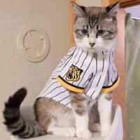 ユニフォームを着た猫