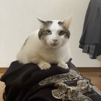 頭の上(正面から)