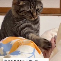 足先に触れる猫