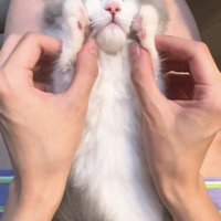 飼い主さんの足の上で仰向けに寝るミヌエット