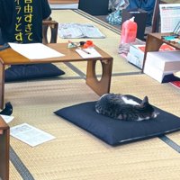 お昼寝する猫