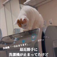 洗濯機が停止