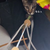 ママの動かすおもちゃで遊ぶキジトラ猫