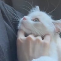 飼い主の顔を見つめる子猫の顔アップ