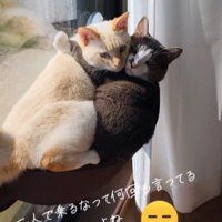 抱き合う2匹の猫