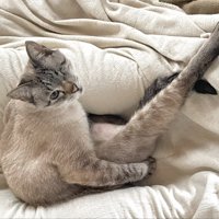 足をあげて座り、上目遣いをしている猫