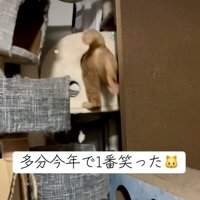 通り抜けようと足を上げる猫