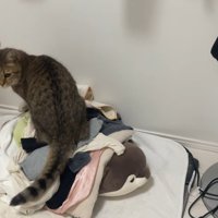 キョトンとした猫