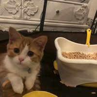 ケージの中でボウルスタンドに両前足をかけている猫