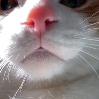 飼い主を見にきた猫の顔