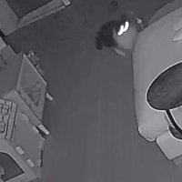 目を光らせる猫