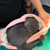 バッグの中に入る猫