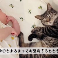 ベビーベッドで寝る赤ちゃんとキジトラ猫