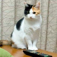 机の上に座り込む三毛猫