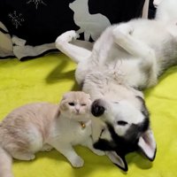 顔をスリッ