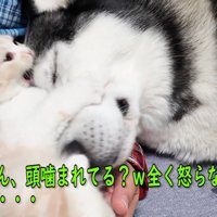 犬の頭を噛む子猫