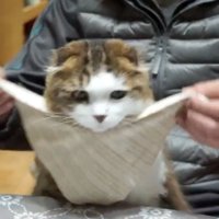 スタイを巻き付けられる猫