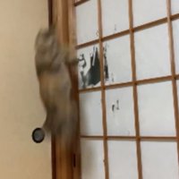 猫と障子