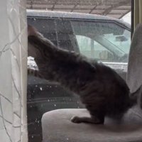 テンションが高い猫