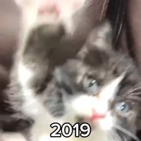 猫パンチする子猫