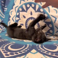 仰向けで遊ぶ子猫