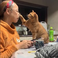 メガネをイタズラする猫