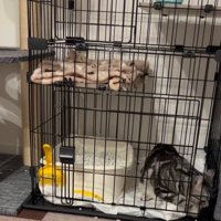ケージ右端にいる猫