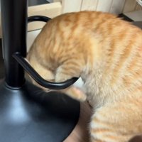 輪っかをくぐる猫