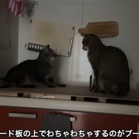 テロップ「キッチンの～」