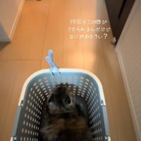 カゴに乗って楽しそうな猫