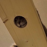キャットウォークの穴に顔をはめる猫