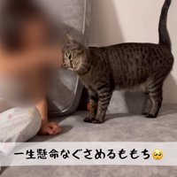 テロップ「一生懸命なぐさめる～」