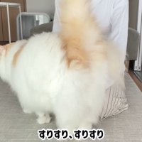 すりすり、すりすり