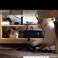 寝ている子猫とちょっかいを出している猫