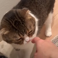 匂いを嗅ぐ猫