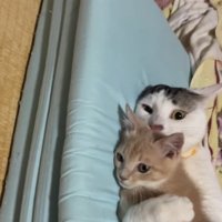 子猫を抱きしめている猫
