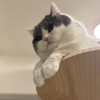 下を見る猫