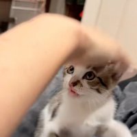 子猫に手を伸ばす